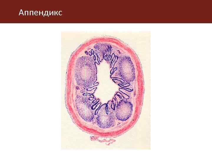 Аппендикс 