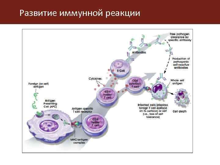 Схема иммунной реакции