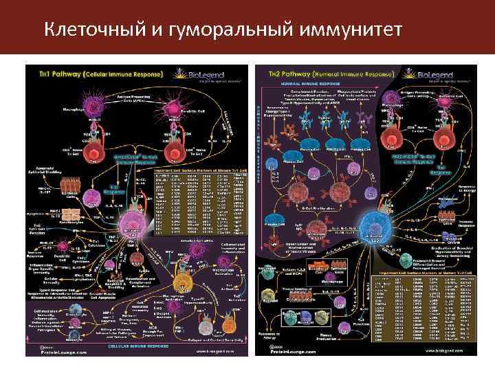 Клеточный и гуморальный иммунитет 