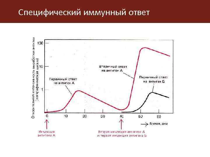 Специфический иммунный ответ 
