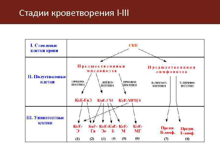 Кроветворение лекция. Схема кроветворения по Черткову и Воробьеву. Типы кроветворения. Схема кроветворения (по и.л. Черткову, а.и. Воробьеву). Центральные органы кроветворения.