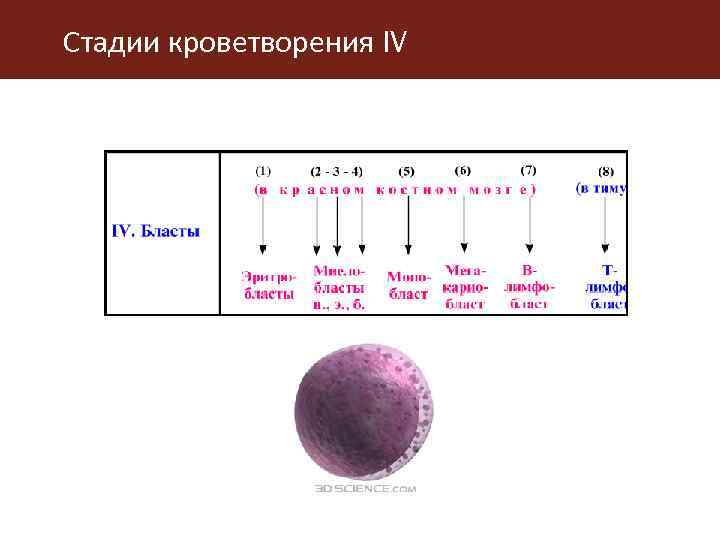 Какой класс схемы кроветворения содержит унипотентные клетки