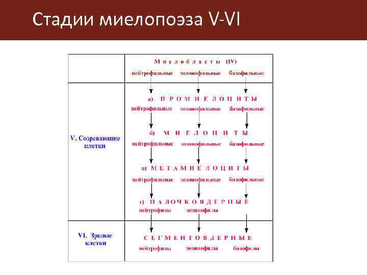 Стадии миелопоэза V-VI 