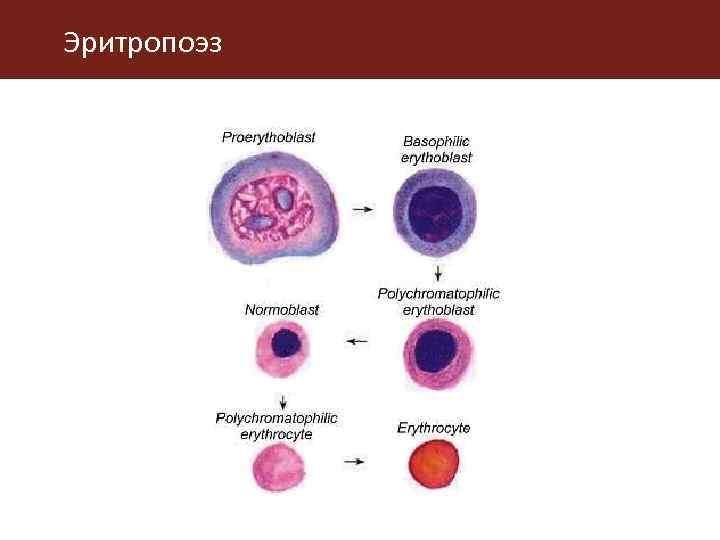 Эритропоэз 