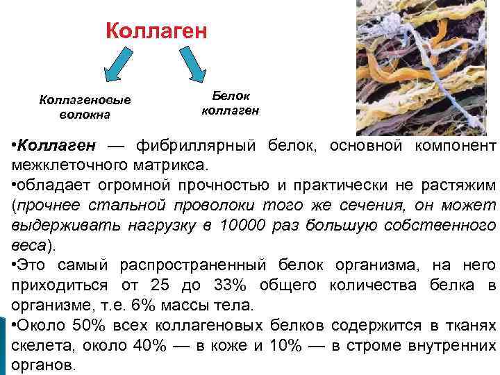 Коллагеновые волокна Белок коллаген • Коллаген — фибриллярный белок, основной компонент межклеточного матрикса. •