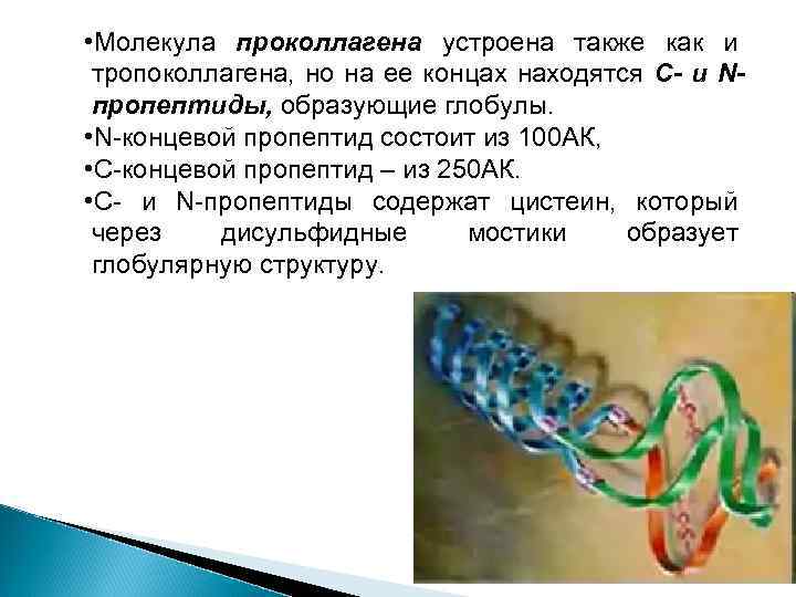  • Молекула проколлагена устроена также как и тропоколлагена, но на ее концах находятся