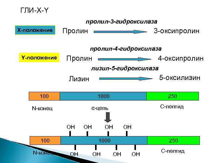 ГЛИ-X-Y пролил-3 -гидроксилаза X-положение Пролин 3 -оксипролин пролил-4 -гидроксилаза Y-положение Пролин 4 -оксипролин лизил-5