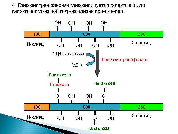 4. Гликозилтрансфераза гликозилируется галактозой или галактозилглюкозой гидроксилизин про-α-цепей. ОН ОН 100 N-конец ОН ОН