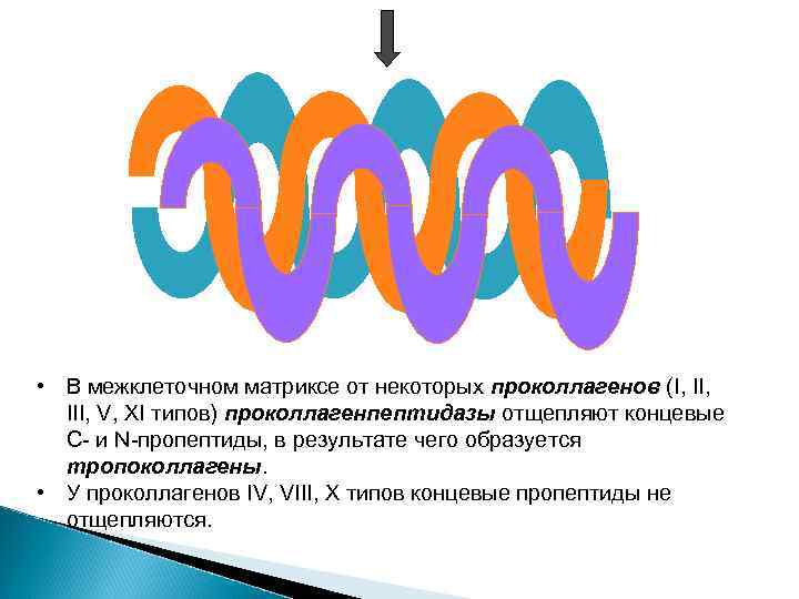  • В межклеточном матриксе от некоторых проколлагенов (I, III, V, XI типов) проколлагенпептидазы