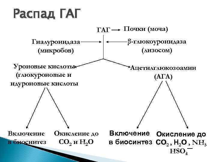 Распад ГАГ Гиалуронидаза (микробов) Уроновые кислоты (глюкуроновые и идуроновые кислоты Включение в биосинтез Окисление