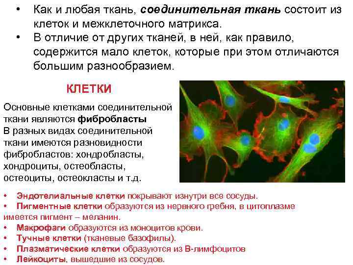  • • Как и любая ткань, соединительная ткань состоит из клеток и межклеточного