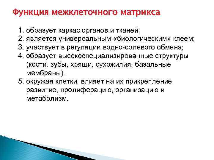 Функция межклеточного матрикса 1. образует каркас органов и тканей; 2. является универсальным «биологическим» клеем;