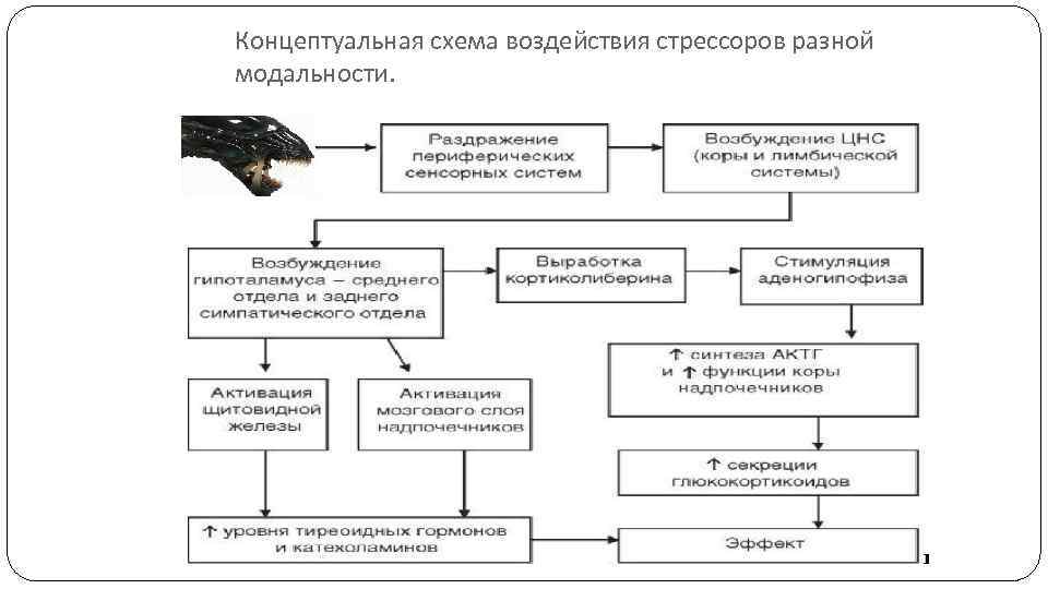Концептуальная схема воздействия стрессоров разной модальности. 