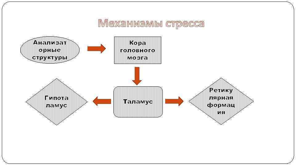 Анализат орные структуры Гипота ламус Кора головного мозга Таламус Ретику лярная формац ия 