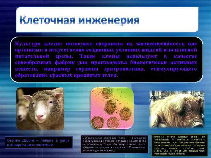 Культура клеток позволяет сохранять их жизнеспособность вне организма в искусственно созданных условиях жидкой или