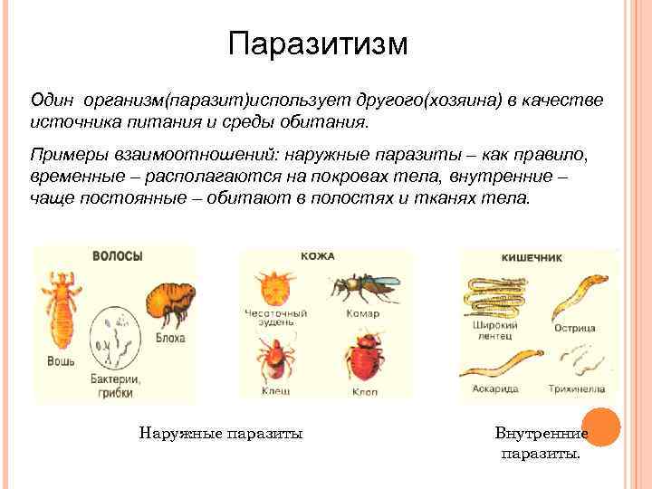 Паразитизм Один организм(паразит)использует другого(хозяина) в качестве источника питания и среды обитания. Примеры взаимоотношений: наружные