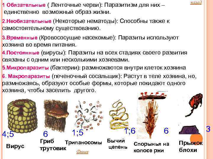 1 Обязательные ( Ленточные черви): Паразитизм для них – назад единственно возможный образ жизни.