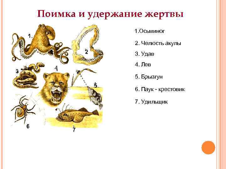 Поимка и удержание жертвы 1. Осьминог 1. 2. Челюсть акулы 2 3. Удав 4.