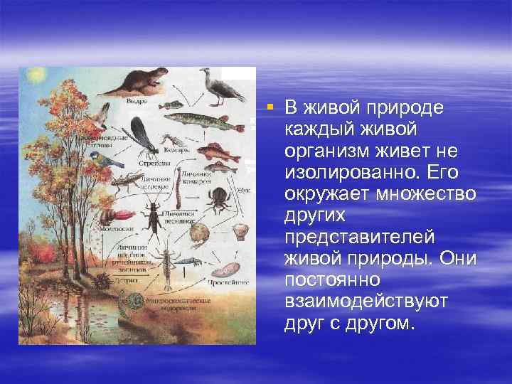 § В живой природе каждый живой организм живет не изолированно. Его окружает множество других