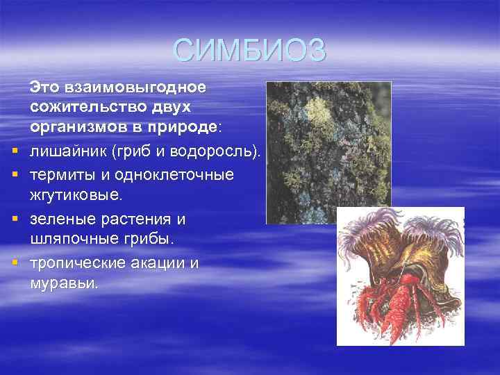 СИМБИОЗ § § Это взаимовыгодное сожительство двух организмов в природе: лишайник (гриб и водоросль).