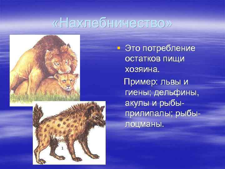  «Нахлебничество» § Это потребление остатков пищи хозяина. Пример: львы и гиены; дельфины, акулы