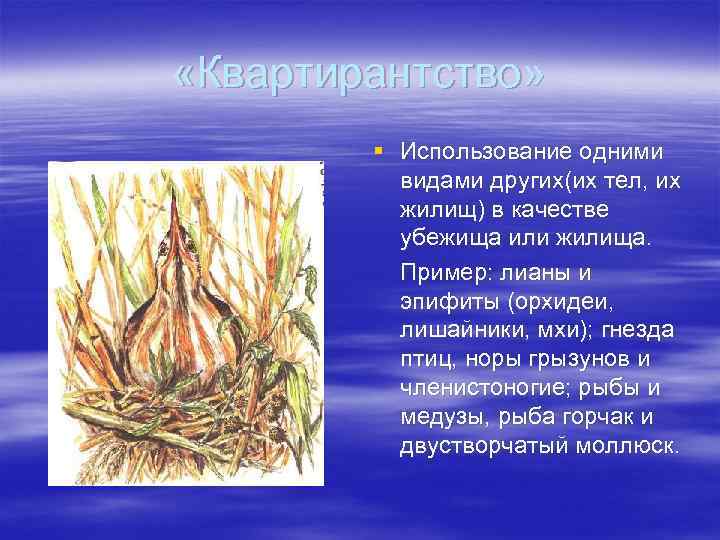  «Квартирантство» § Использование одними видами других(их тел, их жилищ) в качестве убежища или