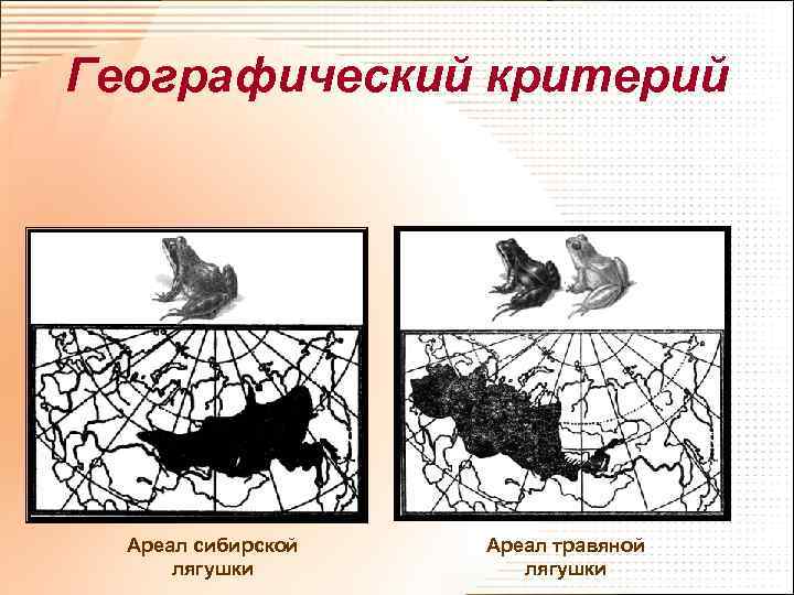 Географический критерий Ареал сибирской лягушки Ареал травяной лягушки 