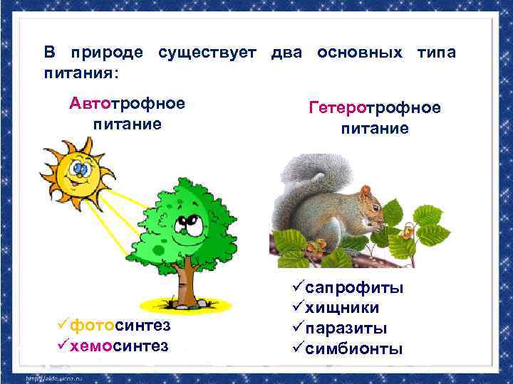 В природе существует два основных типа питания: Автотрофное питание üфотосинтез üхемосинтез Гетеротрофное питание üсапрофиты