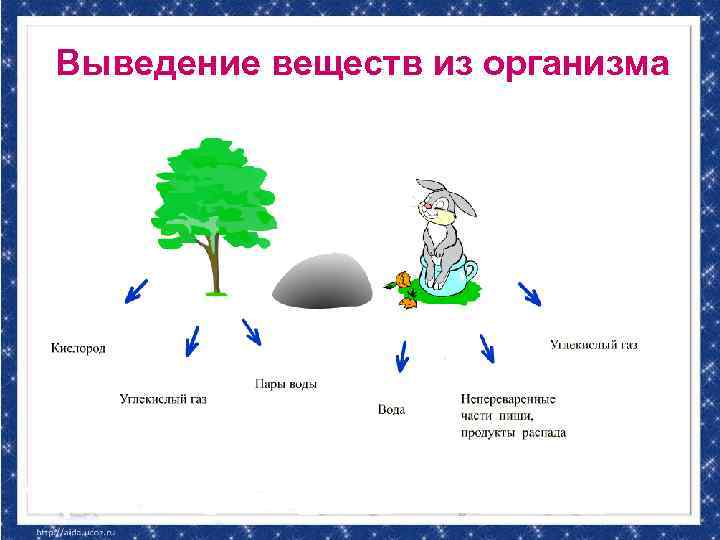 Выведение веществ из организма 