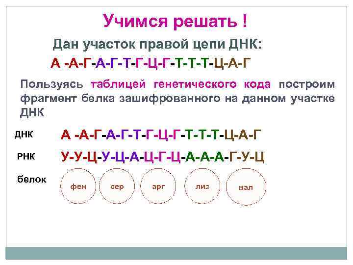 Задачи на биосинтез белка презентация