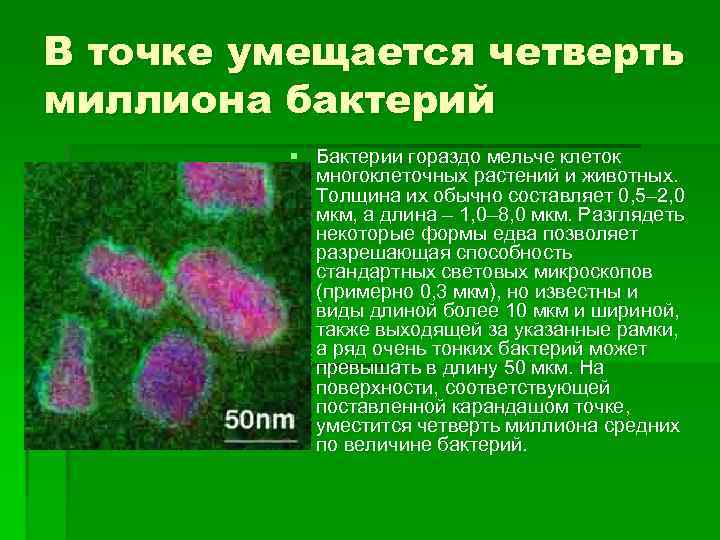 В точке умещается четверть миллиона бактерий § Бактерии гораздо мельче клеток многоклеточных растений и