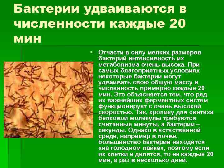 Бактерии удваиваются в численности каждые 20 мин § Отчасти в силу мелких размеров бактерий