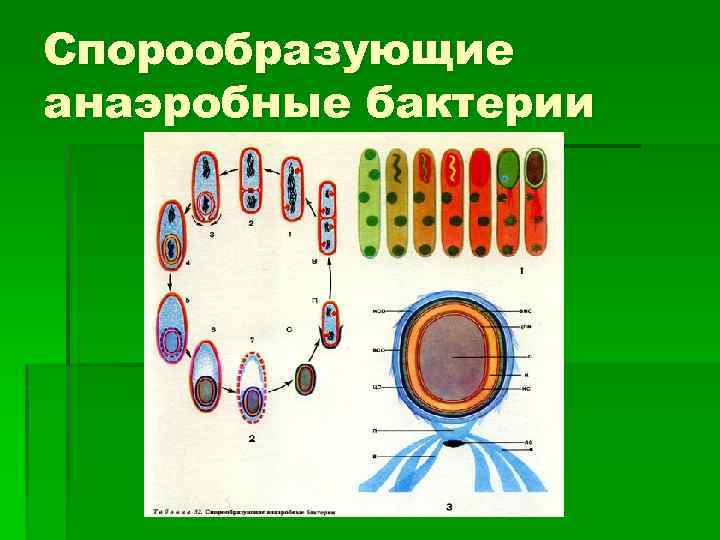 Спорообразующие анаэробные бактерии 