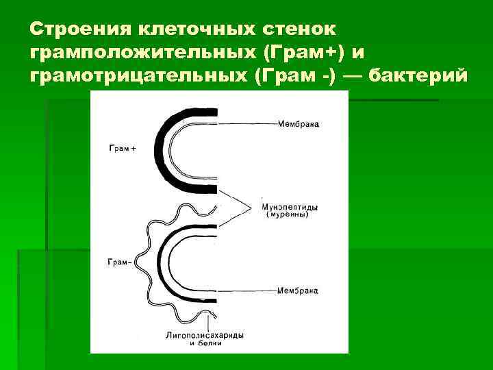 Грам. Клеточная стенка грам+ и грам- бактерий. Строение клеточной стенки грам и грам- бактерий. Строение клеточной стенки грам+ и грам- бактерий. Клеточная стенка грам+ и грам-.