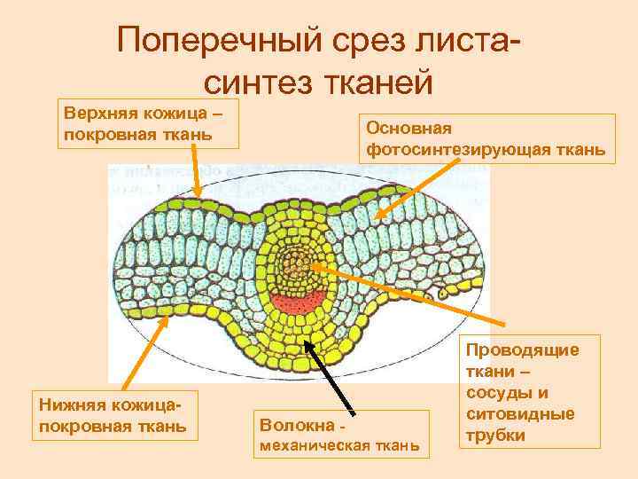 Поперечный срез листасинтез тканей Верхняя кожица – покровная ткань Нижняя кожицапокровная ткань Основная фотосинтезирующая
