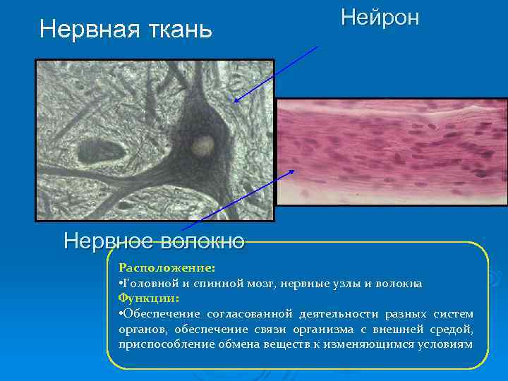 Нервная ткань Нейрон Нервное волокно Расположение: • Головной и спинной мозг, нервные узлы и