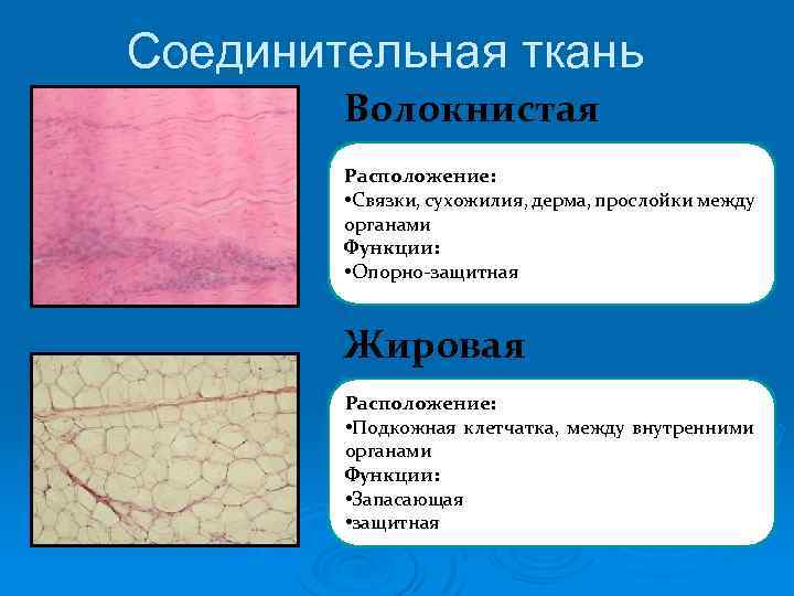Соединительная ткань Волокнистая Расположение: • Связки, сухожилия, дерма, прослойки между органами Функции: • Опорно-защитная