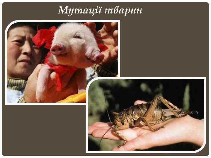 Мутації тварин 