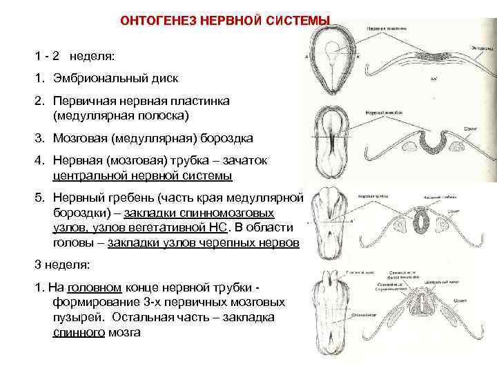 ОНТОГЕНЕЗ НЕРВНОЙ СИСТЕМЫ 1 - 2 неделя: 1. Эмбриональный диск 2. Первичная нервная пластинка