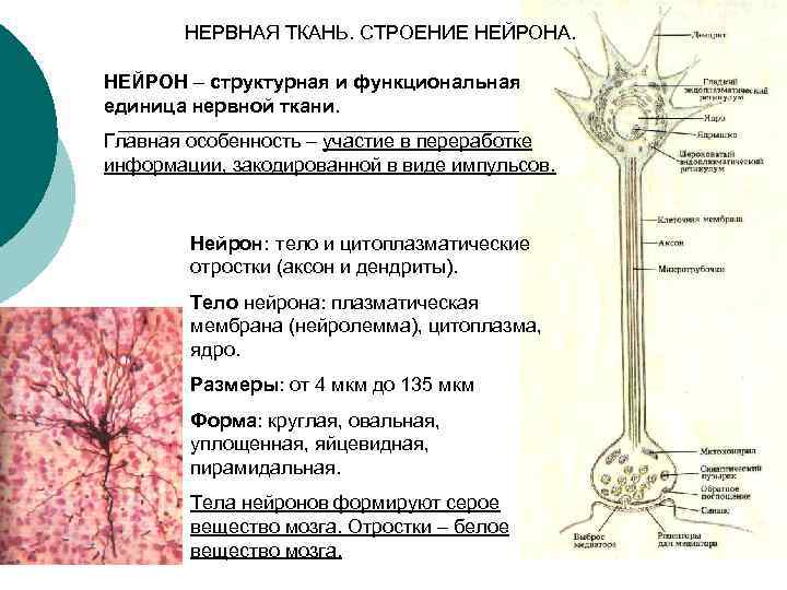 НЕРВНАЯ ТКАНЬ. СТРОЕНИЕ НЕЙРОНА. НЕЙРОН – структурная и функциональная единица нервной ткани. Главная особенность