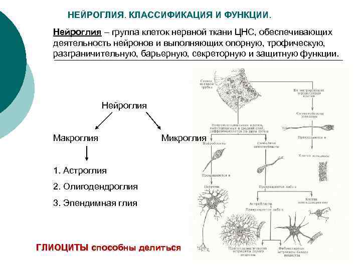 Схема классификации нейронов и клеток глии