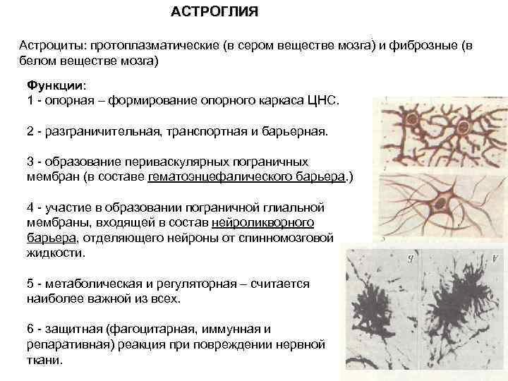 АСТРОГЛИЯ. Астроциты: протоплазматические (в сером веществе мозга) и фиброзные (в белом веществе мозга) Функции: