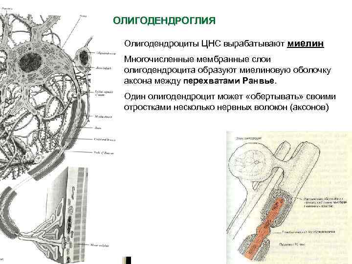 ОЛИГОДЕНДРОГЛИЯ Олигодендроциты ЦНС вырабатывают миелин Многочисленные мембранные слои олигодендроцита образуют миелиновую оболочку аксона между