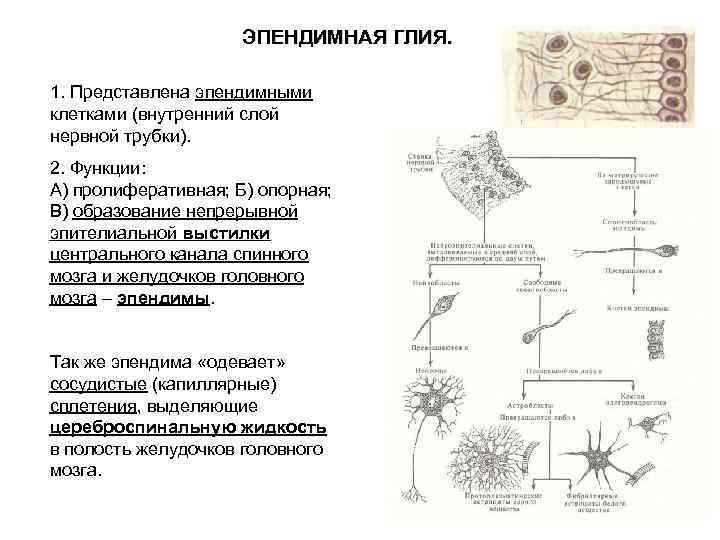 ЭПЕНДИМНАЯ ГЛИЯ. 1. Представлена эпендимными клетками (внутренний слой нервной трубки). 2. Функции: А) пролиферативная;