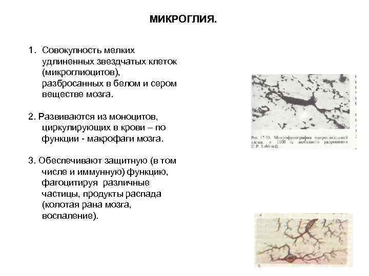 МИКРОГЛИЯ. 1. Совокупность мелких удлиненных звездчатых клеток (микроглиоцитов), разбросанных в белом и сером веществе