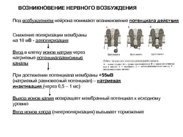 ВОЗНИКНОВЕНИЕ НЕРВНОГО ВОЗБУЖДЕНИЯ Под возбуждением нейрона понимают возникновение потенциала действия Снижение поляризации мембраны на