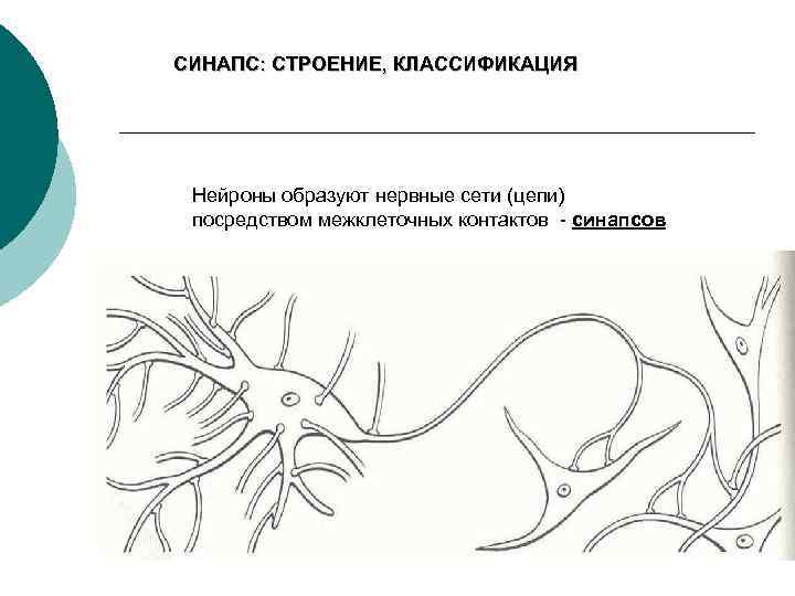 СИНАПС: СТРОЕНИЕ, КЛАССИФИКАЦИЯ Нейроны образуют нервные сети (цепи) посредством межклеточных контактов - синапсов 