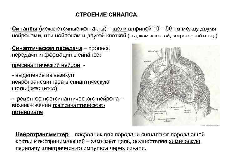 СТРОЕНИЕ СИНАПСА. Синапсы (межклеточные контакты) – щели шириной 10 – 50 нм между двумя