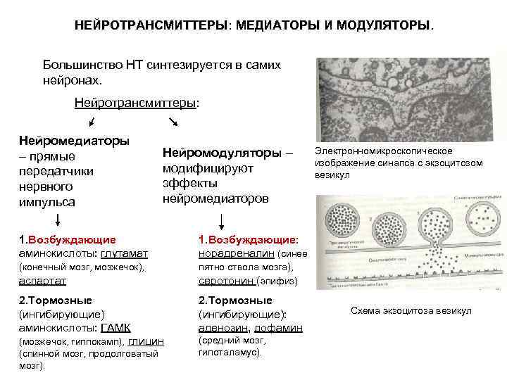 НЕЙРОТРАНСМИТТЕРЫ: МЕДИАТОРЫ И МОДУЛЯТОРЫ. Большинство НТ синтезируется в самих нейронах. Нейротрансмиттеры: Нейромедиаторы – прямые