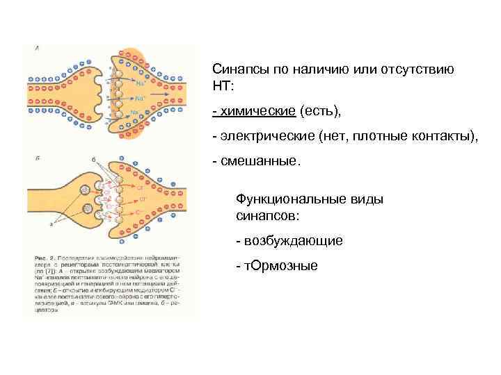 Синапсы по наличию или отсутствию НТ: - химические (есть), - электрические (нет, плотные контакты),